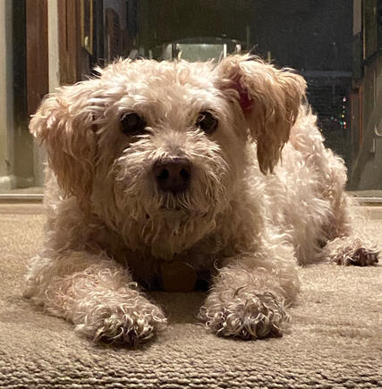 Beloved Budwin "Buddy" Williams. 2005-2023. Named after Alwin "Al" Jarreau.